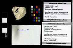 Foto (Objekt + Etikett) von Goniodromites sp.  (NHMW-GEO-1990-0041-2990)